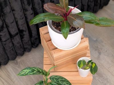 Houseplant Bundle