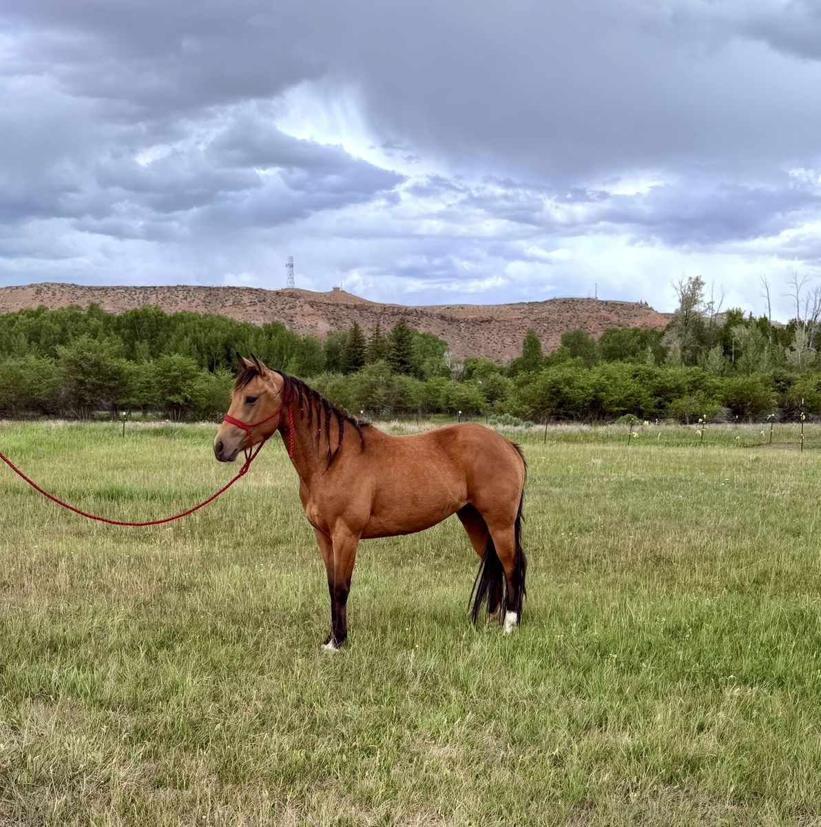 Beautiful registered buckskin filly
