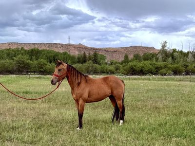Beautiful registered buckskin filly