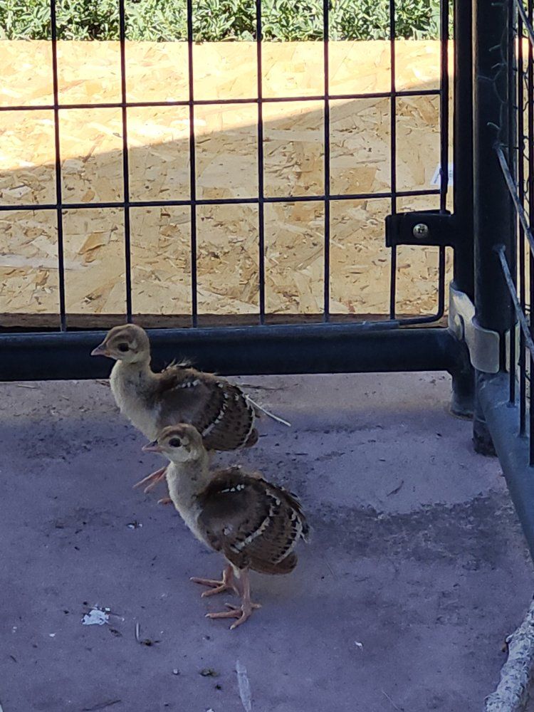 Peachicks