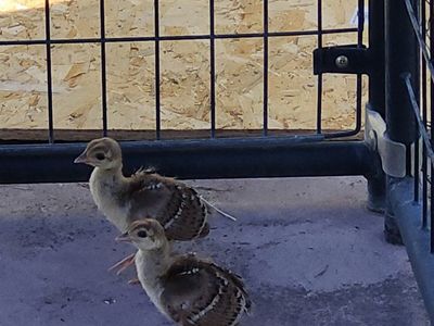 Peachicks