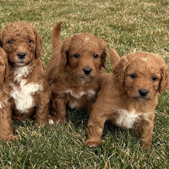 STOP SCROLLING.... Teddy Bear Mini Goldendoodles