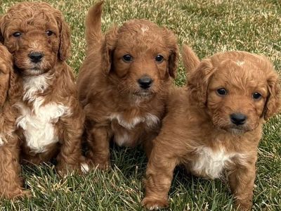 STOP SCROLLING.... Teddy Bear Mini Goldendoodles