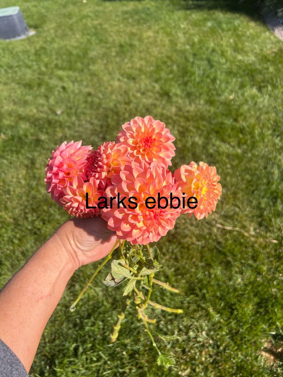 Dahliah Tubers / Flowers