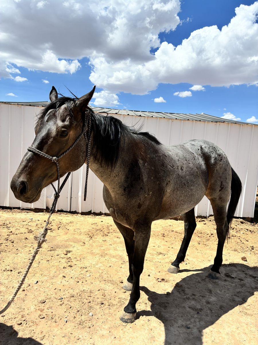 2021 Blue Roan Grade QH Mare