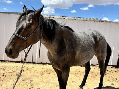 2021 Blue Roan Grade QH Mare