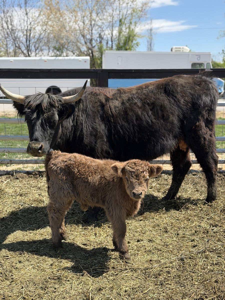 Highland Cow / Bull Calf Pair