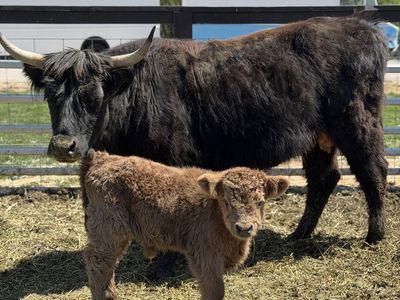 Highland Cow / Bull Calf Pair