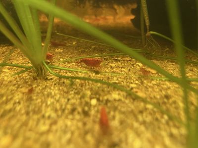 Tech Cherry shrimp $1