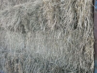 Premium Grass Hay