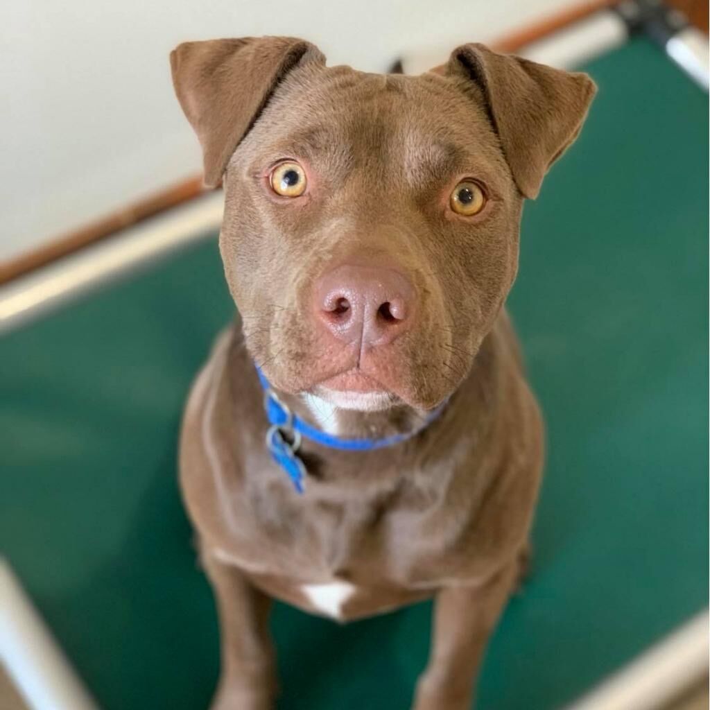 Hello my name is Caravel