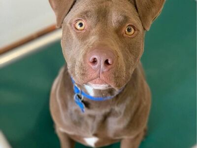 Hello my name is Caravel