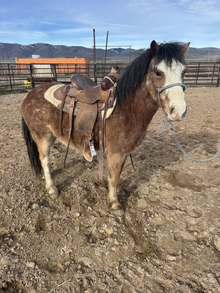 Pony Gelding