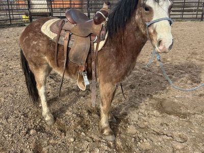 Pony Gelding
