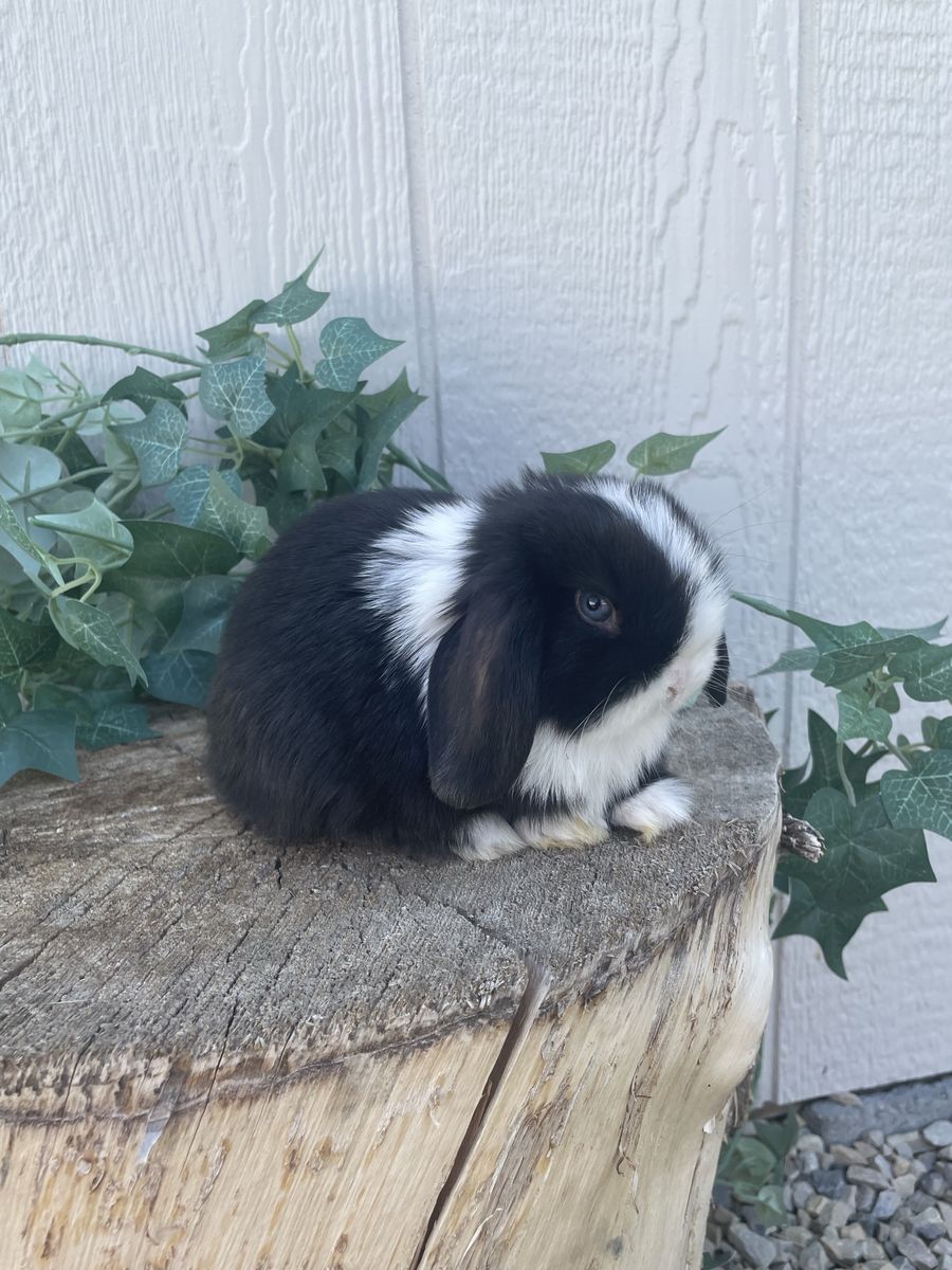 Purebred Pedigreed Holland Lop Buck - Blue Eyed Black VM