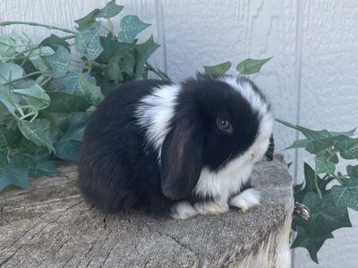 Purebred Pedigreed Holland Lop Buck - Blue Eyed Black VM