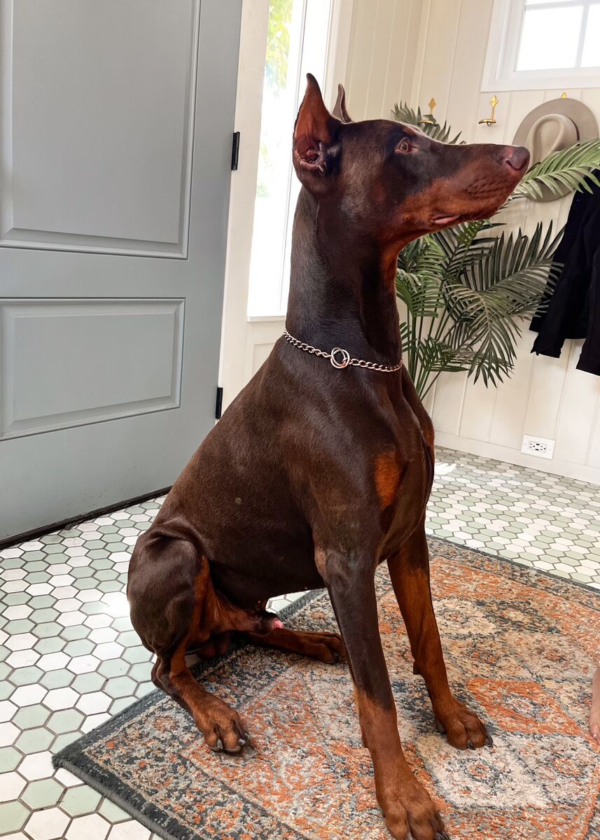 Purebred Doberman Puppies