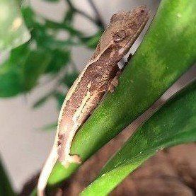 bulk crested geckos