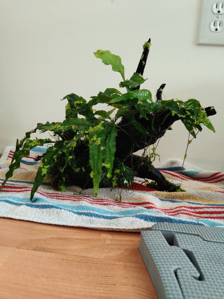 Java Fern Aquarium Plant on Driftwood - Live Aquatic Decor, 11" h x 10" w