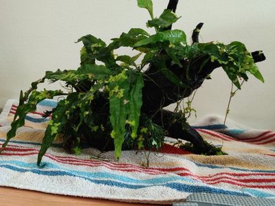 Java Fern Aquarium Plant on Driftwood - Live Aquatic Decor, 11" h x 10" w