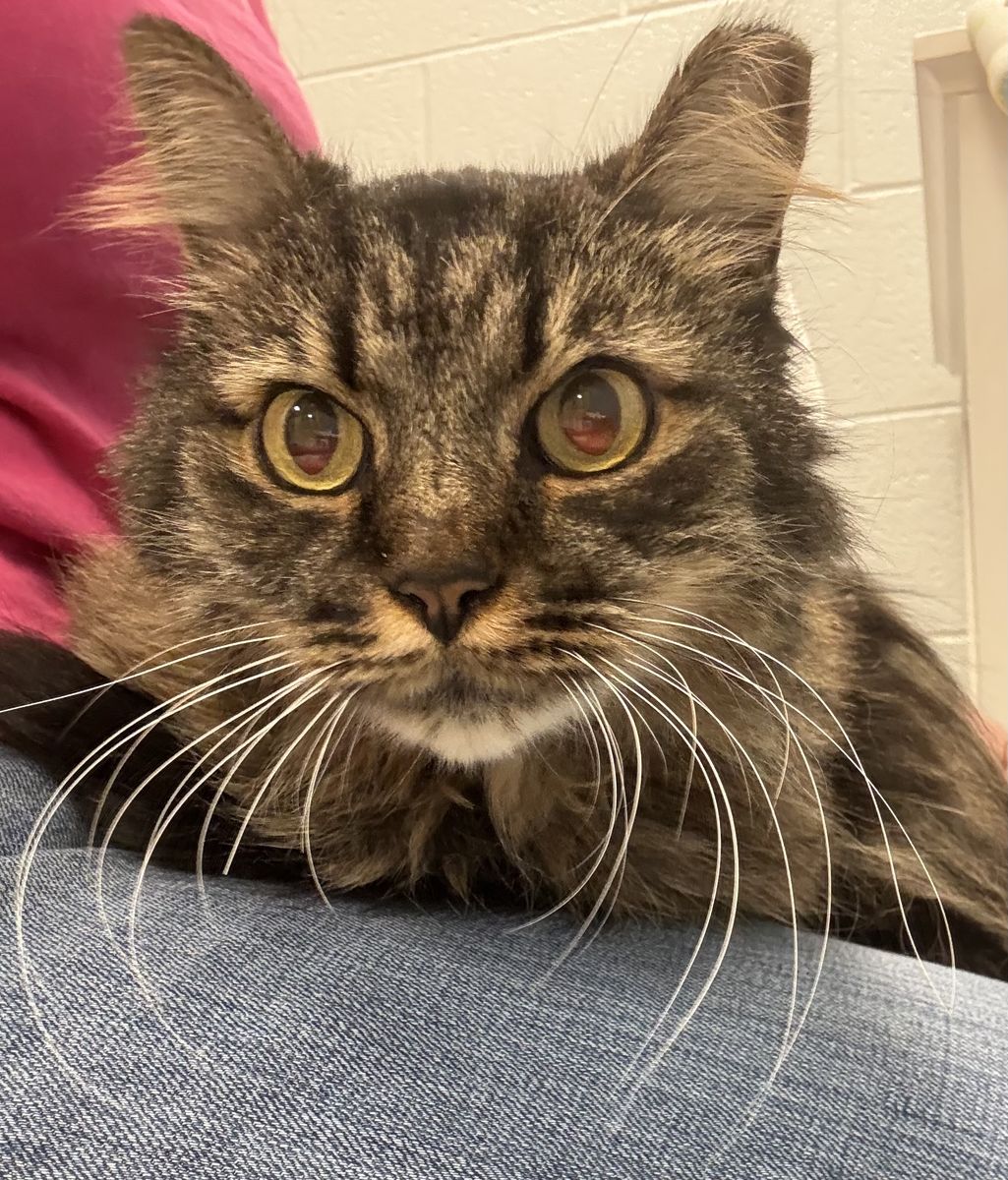 A162464 Balsamic is Available for Adoption!