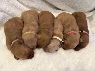 AKC Golden Retriever Puppies