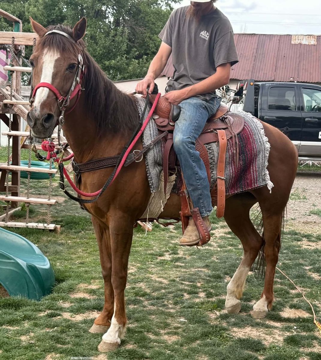 Mare Quarter Horse