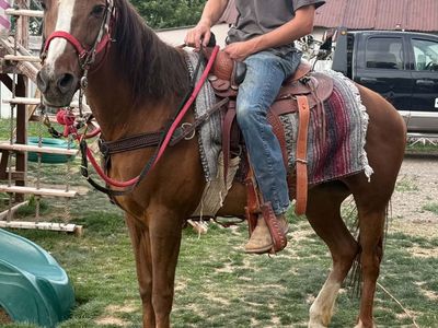 Mare Quarter Horse