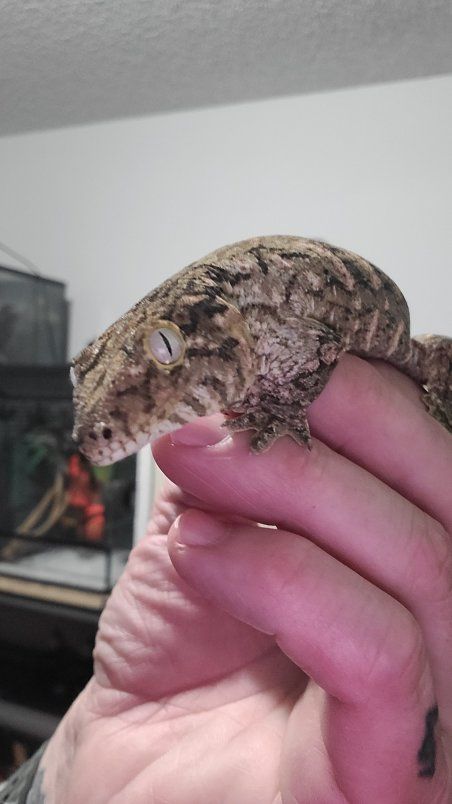 leachianus gecko female