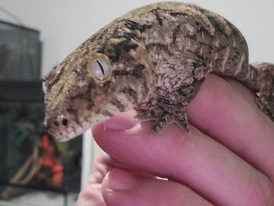 leachianus gecko female