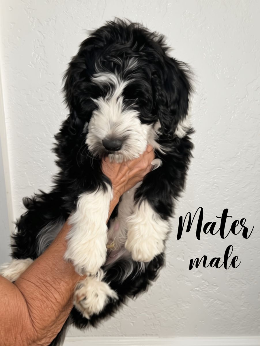 Aussie Doodles - Medium