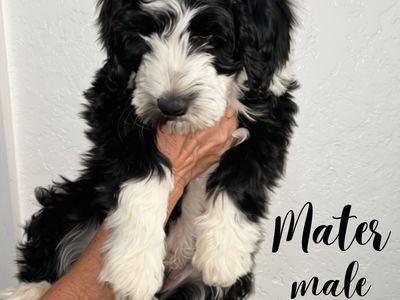 Aussie Doodles - Medium