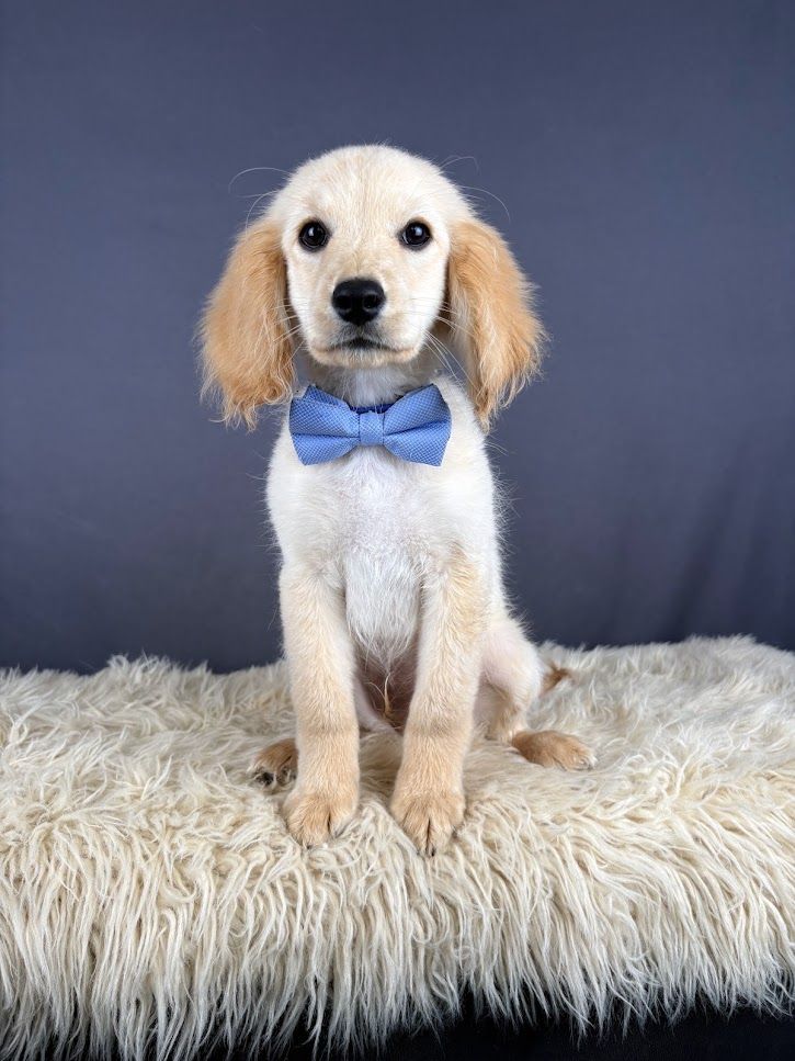 Mr Smee - Mini Golden Cocker Retriever Puppy (Male)