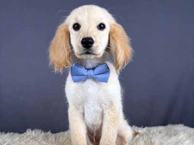 Mr Smee - Mini Golden Cocker Retriever Puppy (Male)
