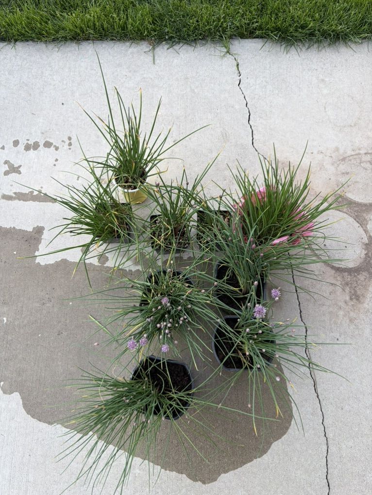 Chive plants (alliums)