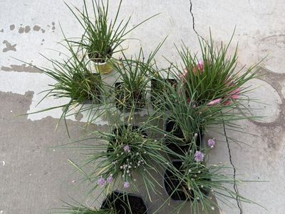 Chive plants (alliums)
