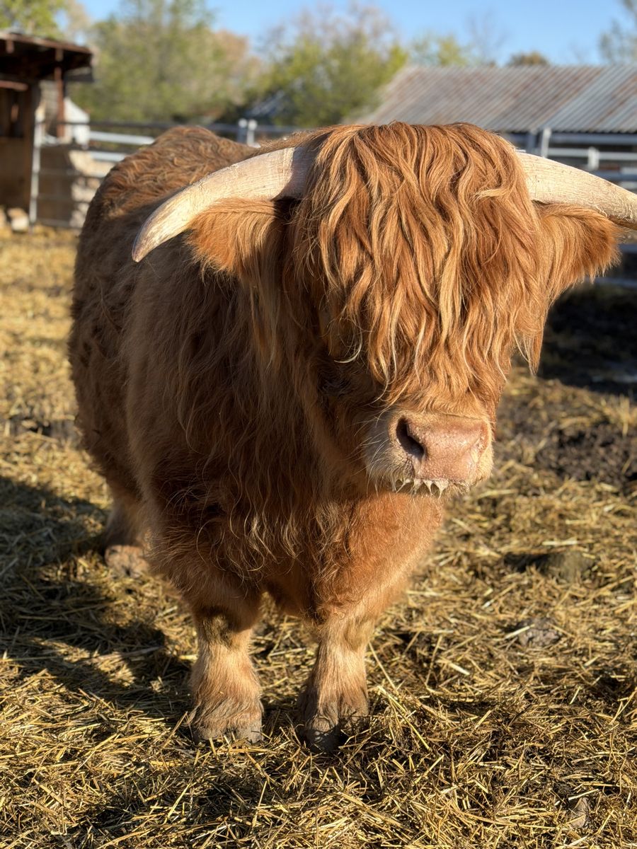 Highland Steer / Pasture Show Piece