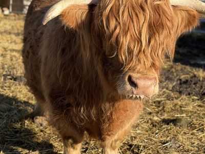Highland Steer / Pasture Show Piece
