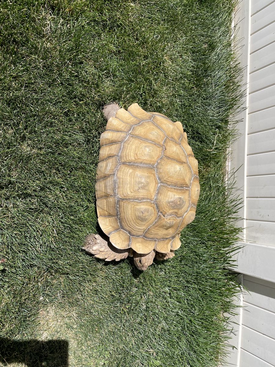 Sulcata tortoise, adult female
