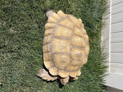 Sulcata tortoise, adult female