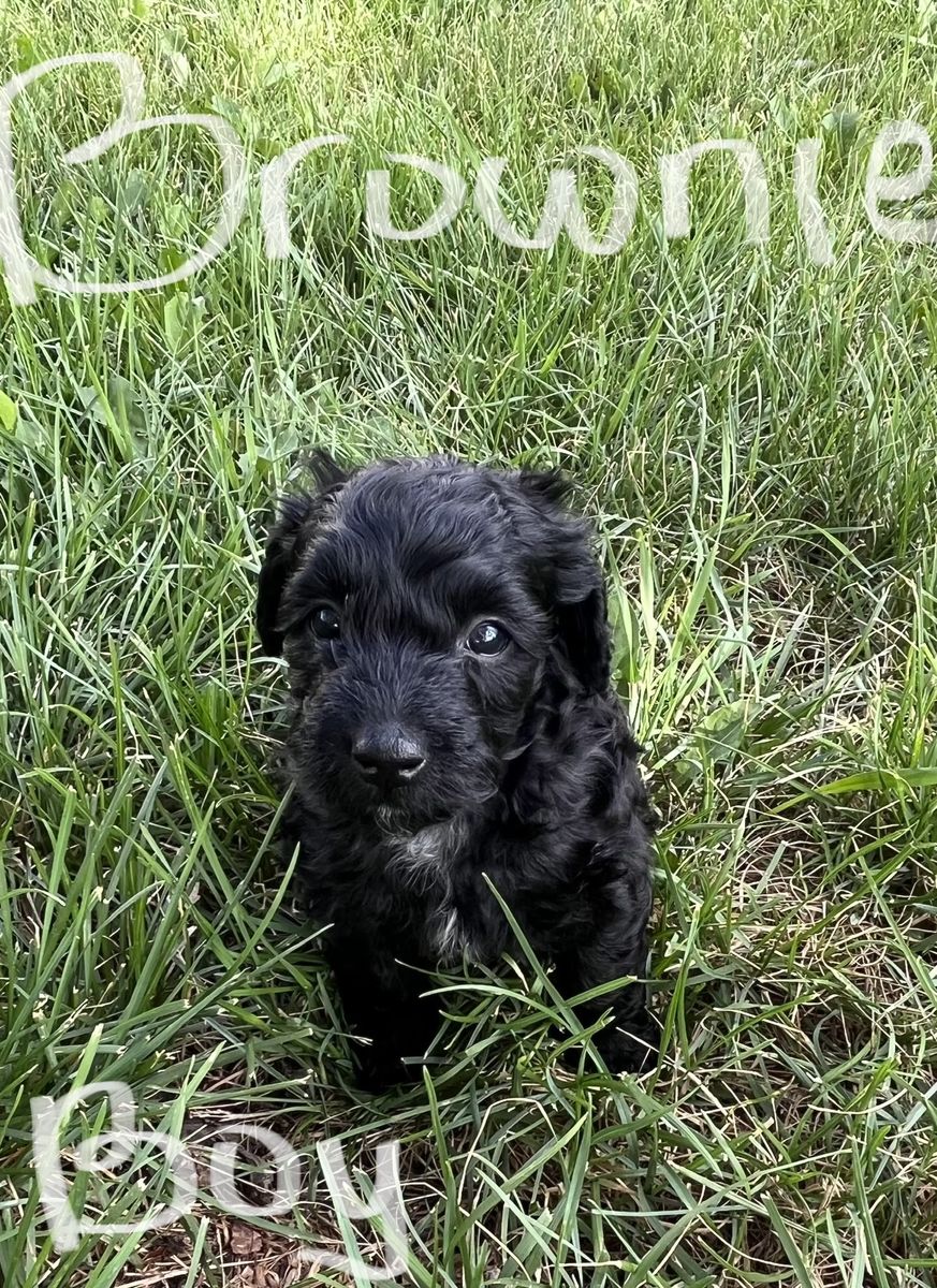 Adorable Doodle Puppies - Male and Female Available