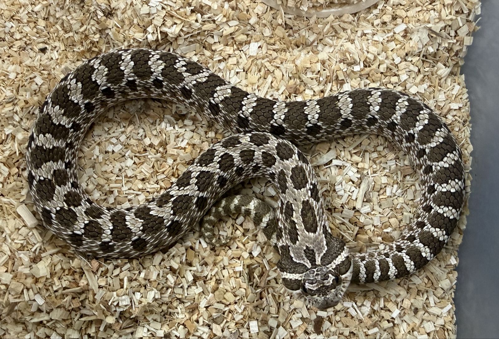 2024 Arctic Male Hognose