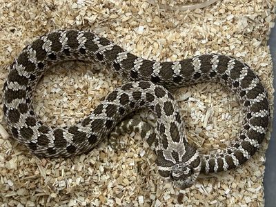 2024 Arctic Male Hognose