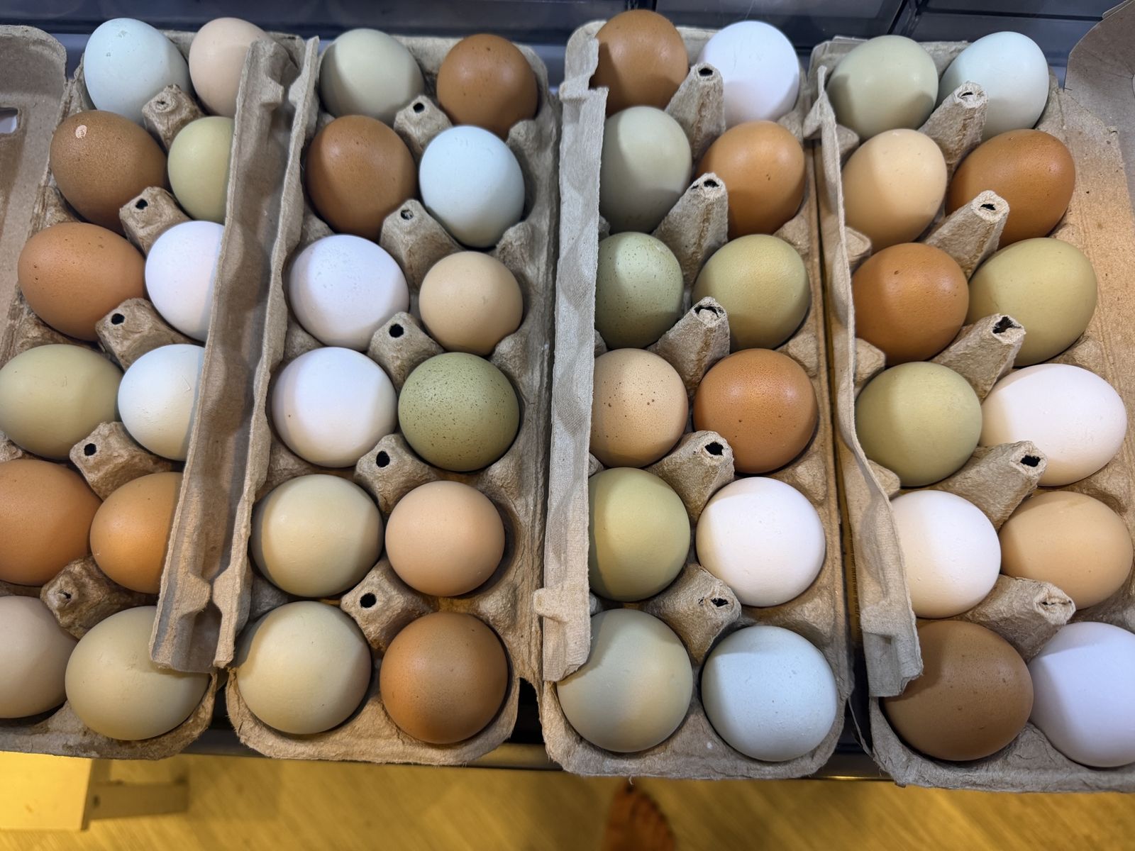 Fresh Backyard Rainbow Eggs!