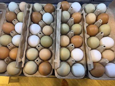Fresh Backyard Rainbow Eggs!