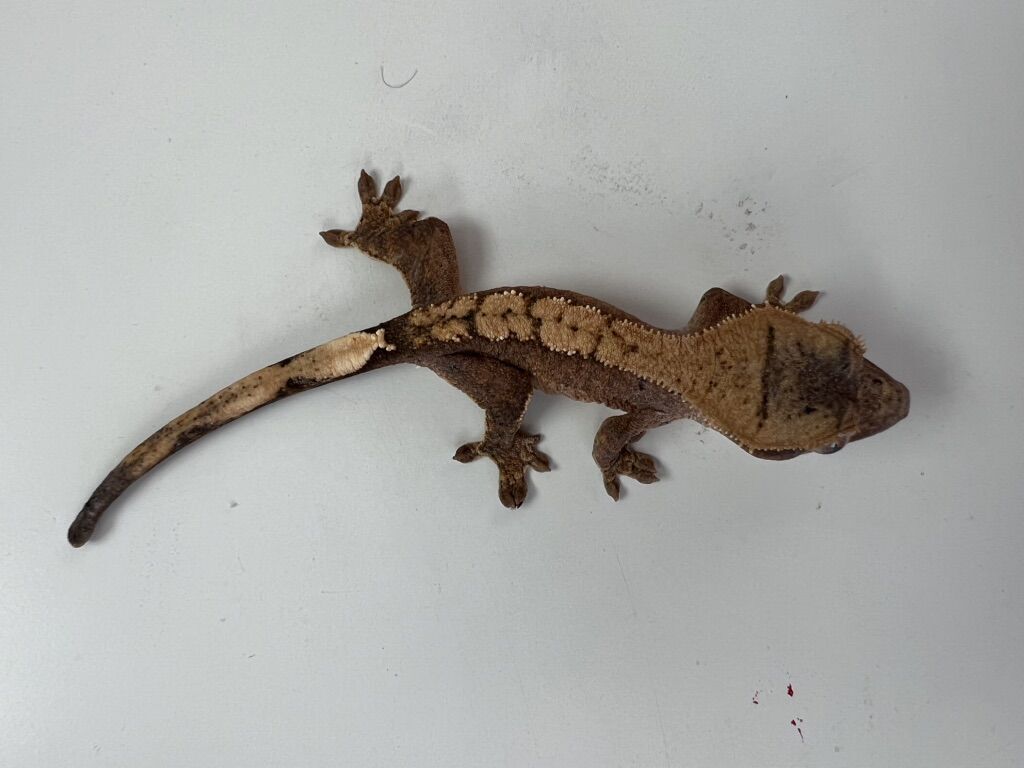 Cute Crested Gecko