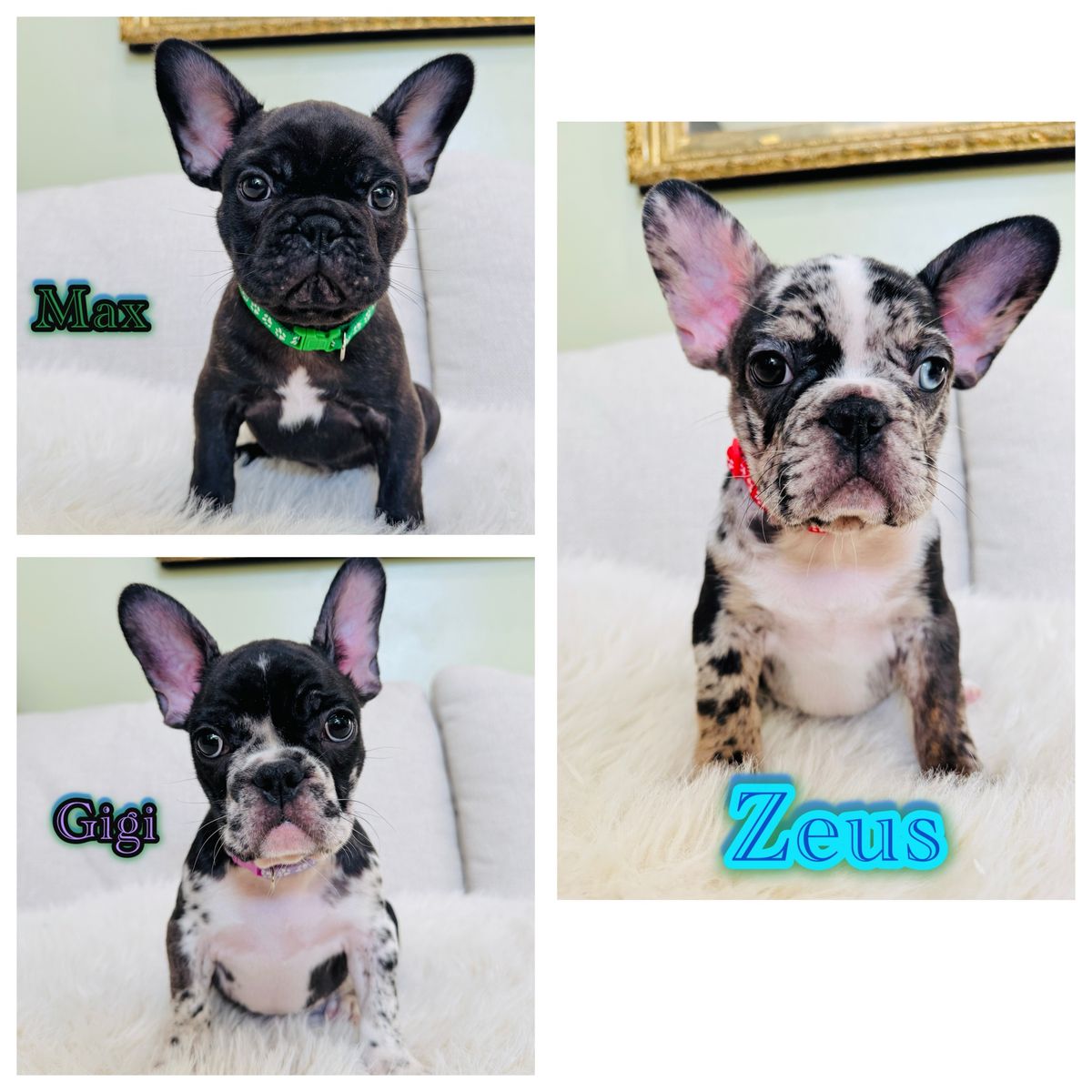 AKC FRENCH BULLDOG PUPPIES