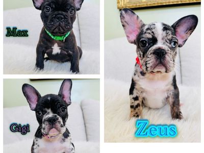 AKC FRENCH BULLDOG PUPPIES