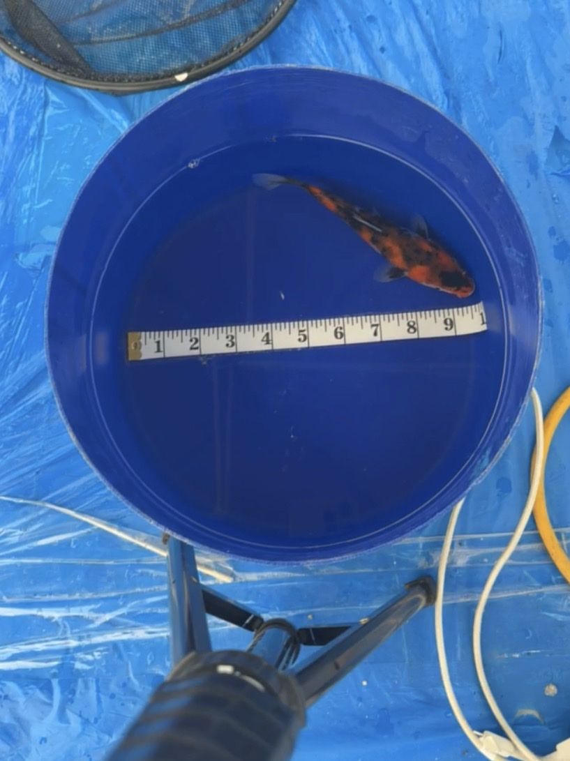 Main image 6