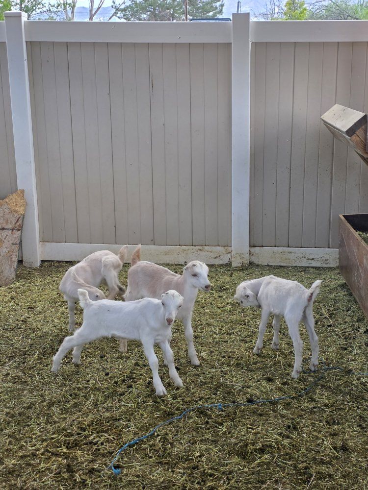 LaMancha Kids